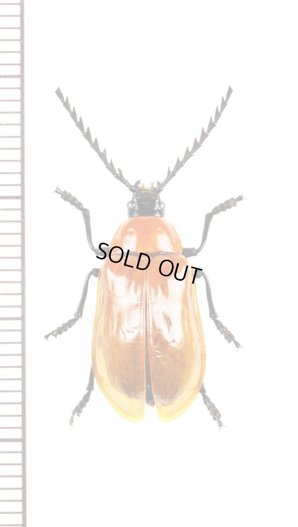 画像1: ナガフナガタムシの一種　Metallidascillus sp.　ベトナム北東部