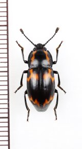 オオキノコムシ擬態のゴミムシダマシの一種　Tenebrionidae species　ベトナム北東部