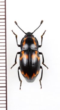 オオキノコムシ擬態のゴミムシダマシの一種　Tenebrionidae species　ベトナム北東部