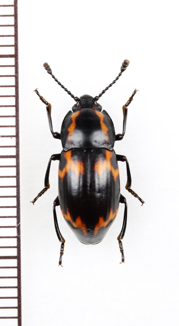 画像1: オオキノコムシ擬態のゴミムシダマシの一種　Tenebrionidae species　ベトナム北東部