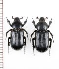 アリノスハナムグリの一種 　Coenochilus bifoveolatus　ペア　 ベトナム