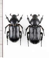 アリノスハナムグリの一種 　Coenochilus bifoveolatus　ペア　 ベトナム