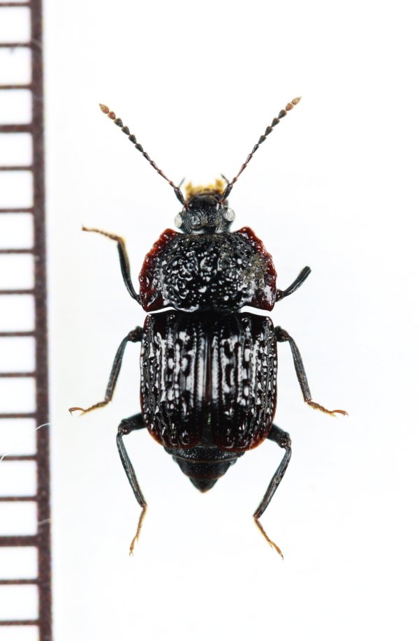 画像1: オサシデムシモドキの一種　Apateticinae species　ベトナム北東部