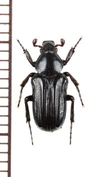 アリノスハナムグリの一種 　Coenochilus striatus　♂　 ベトナム