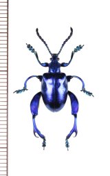 モモブトハムシの一種　Sagra sp.　♂　 ベトナム南部