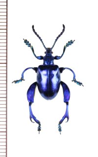 モモブトハムシの一種　Sagra sp.　♂　 ベトナム南部