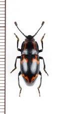 オオキノコムシ擬態のゴミムシダマシの一種　Tenebrionidae species　ベトナム北東部