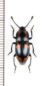 オオキノコムシ擬態のゴミムシダマシの一種　Tenebrionidae species　ベトナム北東部