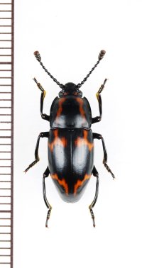 オオキノコムシ擬態のゴミムシダマシの一種　Tenebrionidae species　ベトナム北東部