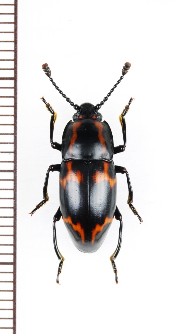 画像1: オオキノコムシ擬態のゴミムシダマシの一種　Tenebrionidae species　ベトナム北東部