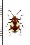 オオキノコムシ擬態のテントウムシダマシの一種　Endomychidae species　ベトナム北東部