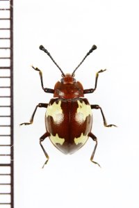 オオキノコムシ擬態のテントウムシダマシの一種　Endomychidae species　ベトナム北東部