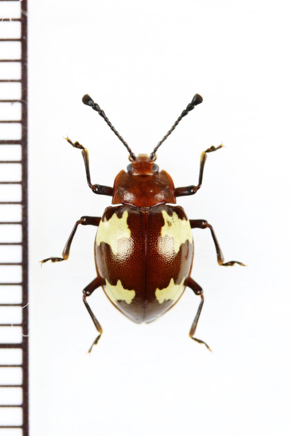 画像1: オオキノコムシ擬態のテントウムシダマシの一種　Endomychidae species　ベトナム北東部