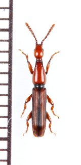 ミツギリゾウムシの一種　Brentidae species　ベトナム北東部