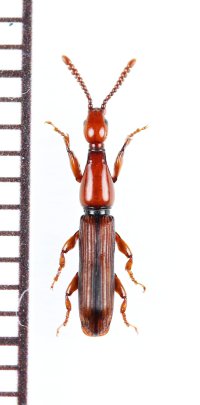 ミツギリゾウムシの一種　Brentidae species　ベトナム北東部