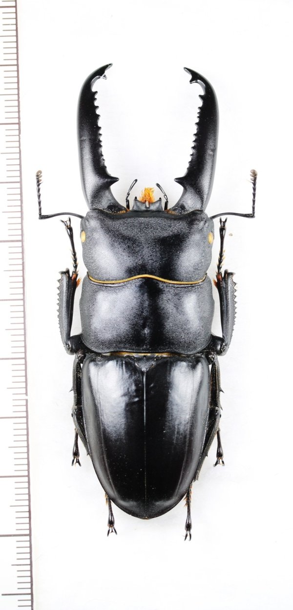 画像1: ツシマヒラタクワガタ　特大♂77.2mm　対馬