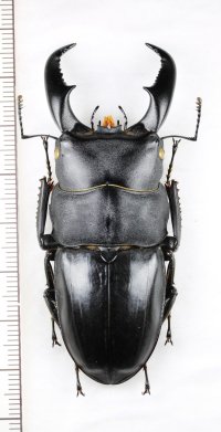 アマミヒラタクワガタ　大型♂　70.1mm　奄美大島