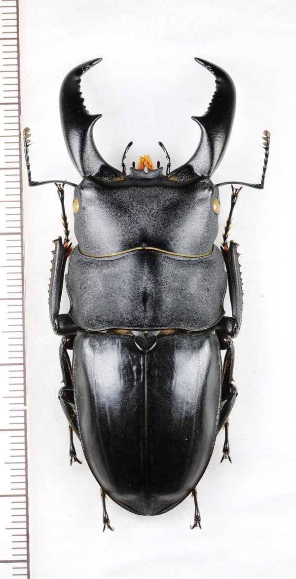 画像1: アマミヒラタクワガタ　大型♂　70.1mm　奄美大島