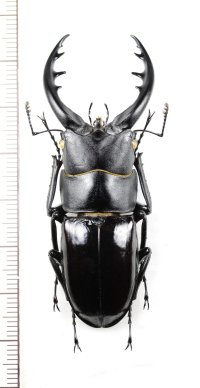 トクノシマノコギリクワガタ　♂62.8mm　徳之島