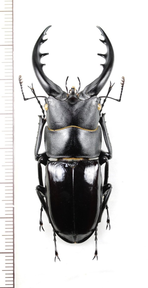 画像1: トクノシマノコギリクワガタ　♂62.8mm　徳之島