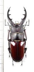 オキナワノコギリクワガタ　大型♂　66.1mm　沖縄本島