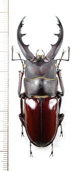 オキナワノコギリクワガタ　大型♂　66.1mm　沖縄本島
