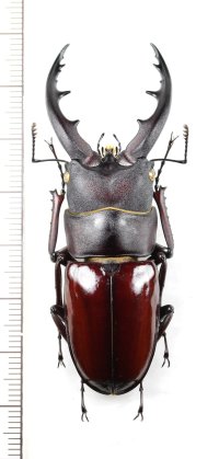 オキナワノコギリクワガタ　大型♂　66.1mm　沖縄本島