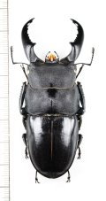 オキナワヒラタクワガタ　特大♂71.7mm  　伊平屋島