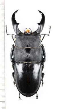 オキナワヒラタクワガタ　特大♂71.7mm  　伊平屋島