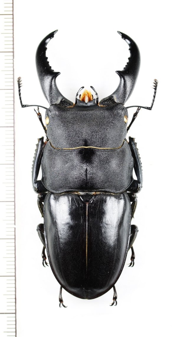 画像1: オキナワヒラタクワガタ　特大♂71.7mm  　伊平屋島