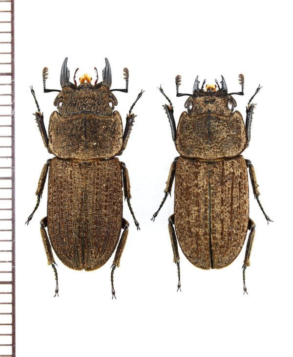 画像1: ヤマトサビクワガタ　ペア　♂20.2mm♀18.4mm　徳之島