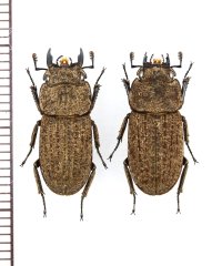 ヤマトサビクワガタ　小型ペア　♂17.6mm♀17mm　徳之島