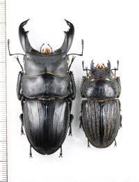 スジブトヒラタクワガタ　特大ペア　♂68.7mm♀44.4mm  徳之島