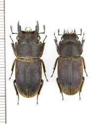 ヤマトサビクワガタ　特大ペア　♂26.7mm♀23mm　　徳之島