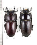 アマミコクワガタ　大型ペア♂30.9mm♀30mm　奄美大島