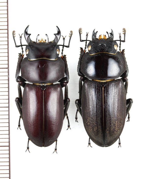画像1: アマミコクワガタ　大型ペア♂30.9mm♀30mm　奄美大島