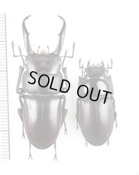 トカラコクワガタ　大型ペア♂44.6mm♀28.6mm    中之島