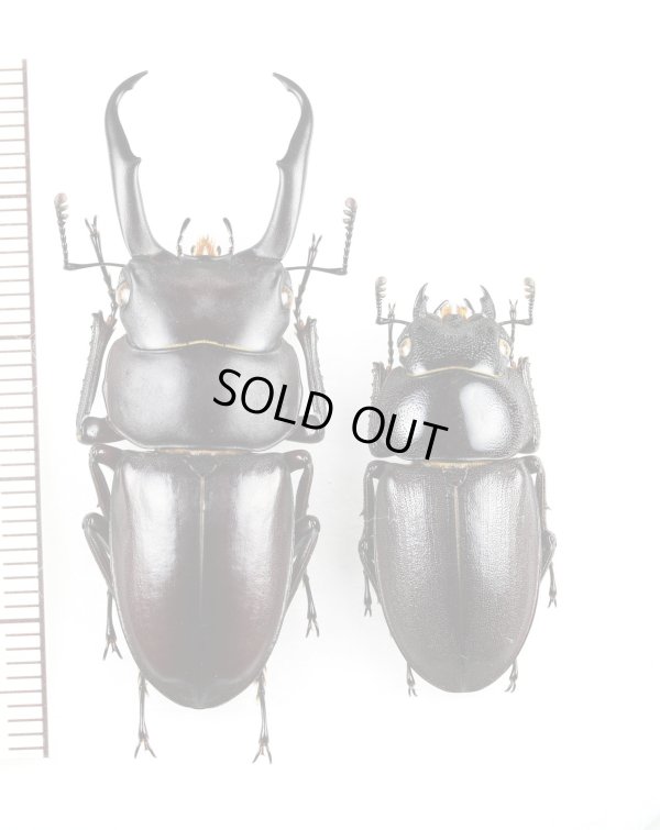 画像1: トカラコクワガタ　大型ペア♂44.6mm♀28.6mm    中之島