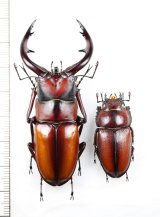 トカラノコギリクワガタ　大型ペア♂67.5mm♀34.4mm　中之島
