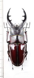 オキナワノコギリクワガタ　特大♂（大顎：ストレートタイプ）　69.5mm　沖縄本島