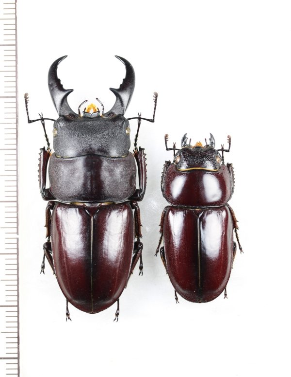 画像1: ダイトウヒラタクワガタ　特大ペア♂49mm♀32.3mm　北大東島