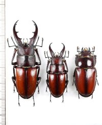 オキノエラブノコギリクワガタ　2♂♂1♀　沖永良部島