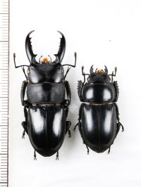 チョウセンヒラタクワガタ　特大ペア♂45mm♀30.6mm　対馬