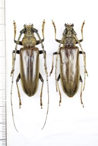 ニッポンムネヒダミヤマカミキリ　ペア ♂♀44.5mm　西表島