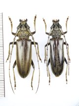 ニッポンムネヒダミヤマカミキリ　ペア ♂34.5mm♀32.5mm　西表島