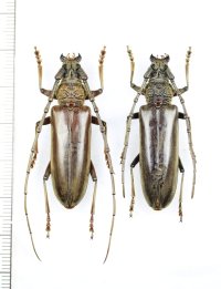 ニッポンムネヒダミヤマカミキリ　ペア ♂♀41.5mm　西表島