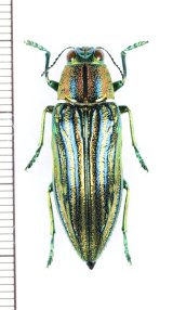 タマムシの一種　Chrysodema sp.　♀　ベトナム北中部