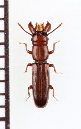 デバビラタムシの一種　Prostomidae species　ジョージア