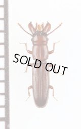 デバビラタムシの一種　Prostomidae species　ジョージア