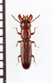 デバビラタムシの一種　Prostomidae species　ジョージア